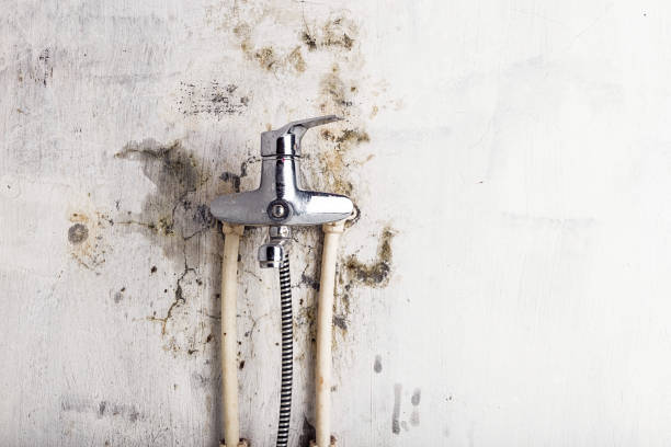 Best Commercial Mold Removal  in New London, MN