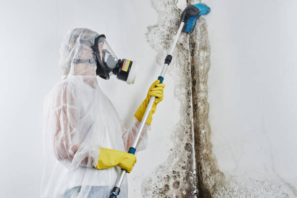 Best Mold Testing  in New London, MN