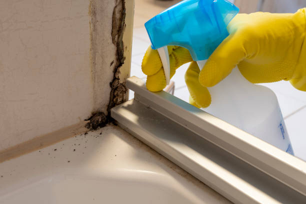 Best Crawl Space Mold Removal  in New London, MN