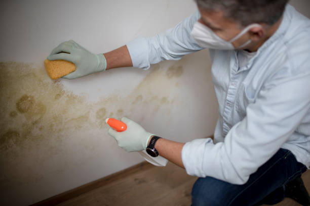 Mold Removal and Inspection in New London, MN