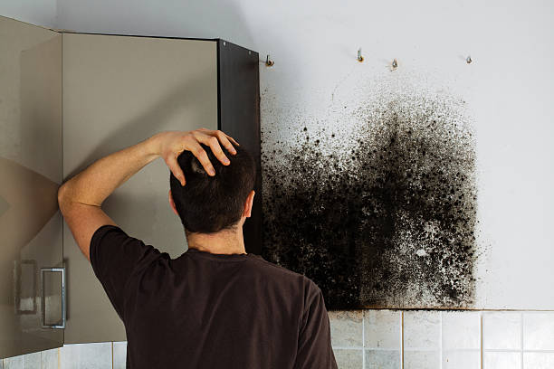 New London, MN Mold Removal Company